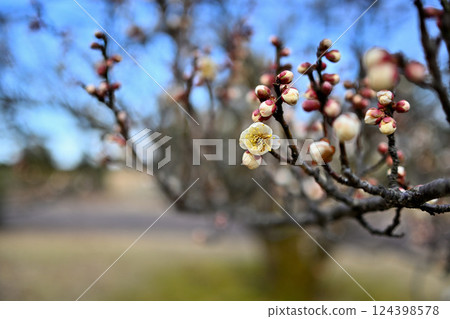 富山縣中央植物園的梅花 富山縣中央植物園的梅花 124398578