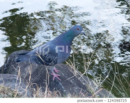 Pigeons searching for food by the pond 124398725
