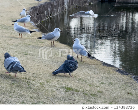 Black-headed gulls and pigeons in the park 124398726