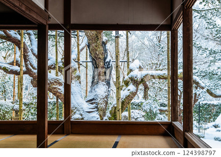 Snow at Hosen-in Temple in Ohara, Kyoto - Five-leaf pine tree at Bankan-en 124398797