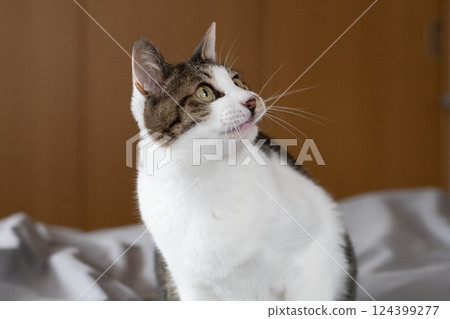 Staring cat Kijitora white Staring cat Kijitora white 124399277