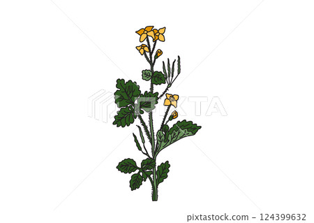 Botanical medicinal plant isolated on white background. Hand drawn celandine with stems, leaves, flowers vector illustration. Graphic design elements for Birthday Poster Invitation Greeting Card Print 124399632