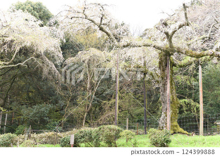 Chokozan Shotaiji Temple Weeping Cherry Blossoms 124399888