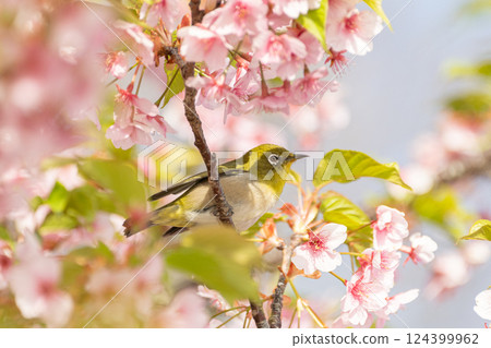 Cherry blossoms in full bloom and cute white-eye Cherry blossoms in full bloom and cute white-eye 124399962