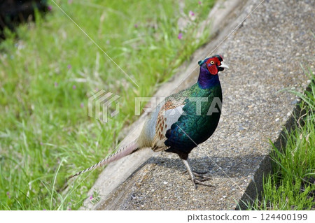 Pheasant pheasant / Japan 124400199