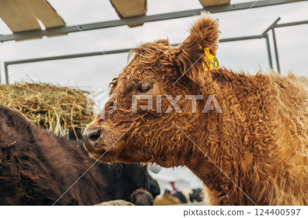 Galloway cattle breed for meat production 124400597