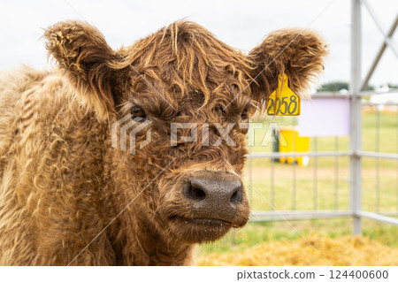 Galloway cattle breed for meat production Galloway cattle breed for meat production 124400600