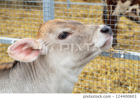 young calf of Swiss cattle breed 124400601