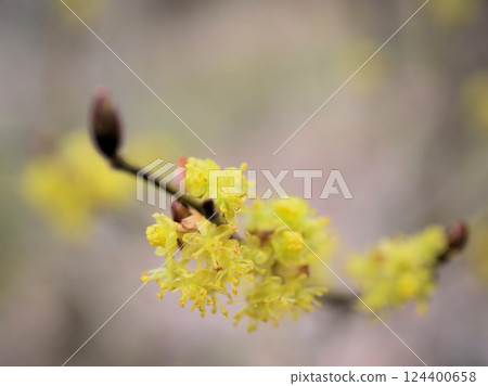 Yellow winter jasmine flowers blooming on a cloudy day in March Yellow winter jasmine flowers blooming on a cloudy day in March 124400658