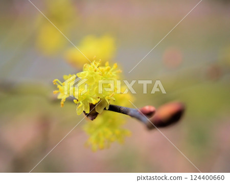 三月陰天,黃色迎春花盛開 三月陰天,黃色迎春花盛開 124400660