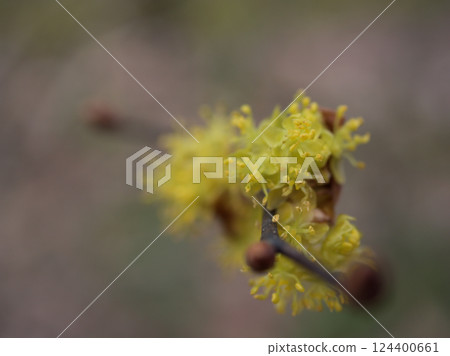 三月陰天,黃色迎春花盛開 三月陰天,黃色迎春花盛開 124400661