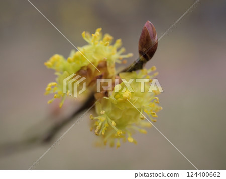 三月陰天,黃色迎春花盛開 三月陰天,黃色迎春花盛開 124400662