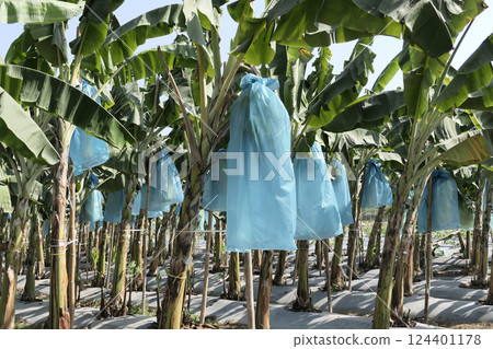 Banana bunches are covered with plastic bags to keep out insects 124401178