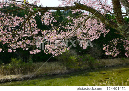 Petals fluttering down: Kohigan cherry blossoms in Shimizu 124401451