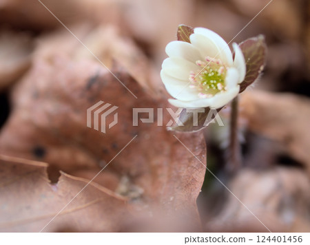The pretty white anemone that began to bloom in March 124401456