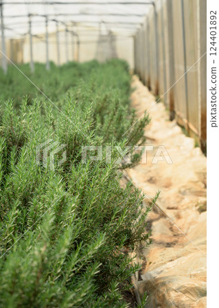 Row of rosemary bushes growing in a controlled greenhouse. Sustainable agriculture concept. 124401892