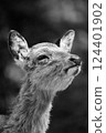 Deer Miyajima Monochrome 124401902