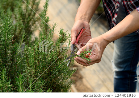 Close up of man using pruning shears to harvest rosemary in a greenhouse Close up of man using pruning shears to harvest rosemary in a greenhouse 124401916