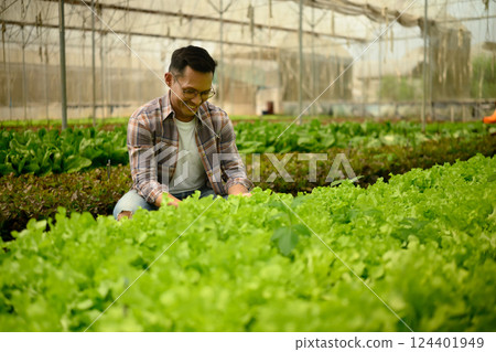 Farmer picking or inspecting green lettuce inside the polytunnel greenhouse 124401949