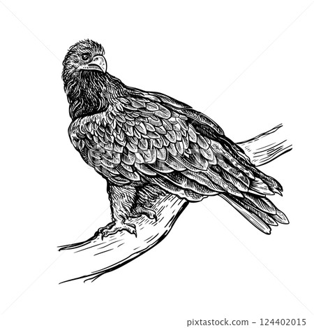 Eagel hand drawn sketch 1 Eagel hand drawn sketch 1 124402015