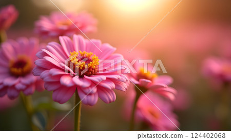 Soft Pink Daisies in Dreamy Sunlight Garden 124402068