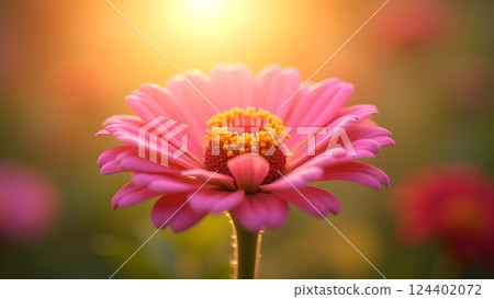Soft Pink Daisies in Dreamy Sunlight Garden 124402072