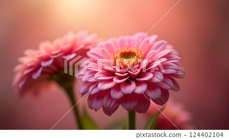 Soft Pink Daisies in Dreamy Sunlight Garden 124402104