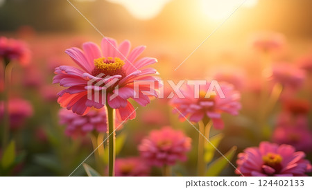 Soft Pink Daisies in Dreamy Sunlight Garden 124402133