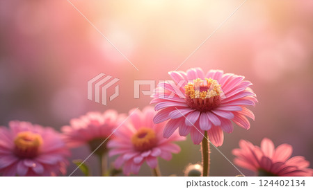 Soft Pink Daisies in Dreamy Sunlight Garden 124402134
