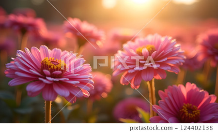 Soft Pink Daisies in Dreamy Sunlight Garden 124402138