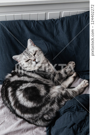 British shorthair cat sleeps in bed British shorthair cat sleeps in bed 124402272