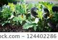 Food background of salad mix in an outdoor home garden. Mizuna and Mustard. Growing fresh vegetables and herbs. 124402286
