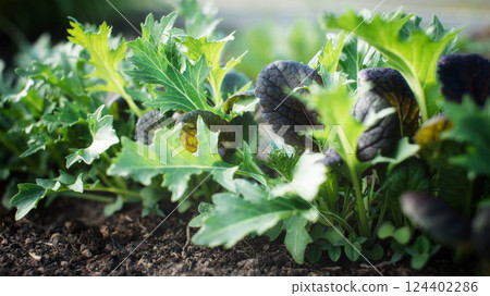 Food background of salad mix in an outdoor home garden. Mizuna and Mustard. Growing fresh vegetables and herbs. Food background of salad mix in an outdoor home garden. Mizuna and Mustard. Growing fresh vegetables and herbs. 124402286