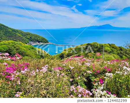 杜鵑盛開，藍色大海 124402299
