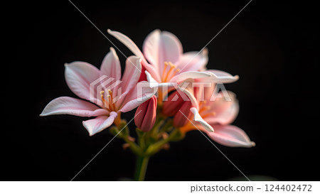 Delicate Peach Blossoms on Branch in Warm Sunset Delicate Peach Blossoms on Branch in Warm Sunset 124402472
