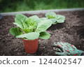 Young Chinese cabbage seedlings in a pot are ready to be transplanted into a garden bed with space copying. 124402547