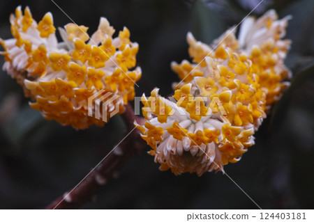 Mitsumata Mitsumata 124403181