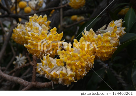 三椏 三椏 124403201