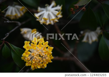 三椏 三椏 124403203