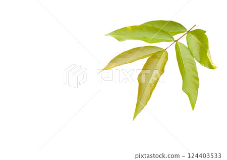 Cut out of young Lagerstroemia speciosa or Queens flower leaves on a white background with clipping paths. The detailed structure emphasizing the leaves natural beauty and form. Cut out of young Lagerstroemia speciosa or Queens flower leaves on a white background with clipping paths. The detailed structure emphasizing the leaves natural beauty and form. 124403533