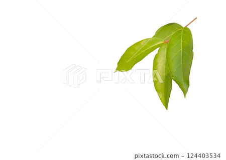Cut out of young Lagerstroemia speciosa or Queens flower leaves on a white background with clipping paths. The detailed structure emphasizing the leaves natural beauty and form. Cut out of young Lagerstroemia speciosa or Queens flower leaves on a white background with clipping paths. The detailed structure emphasizing the leaves natural beauty and form. 124403534