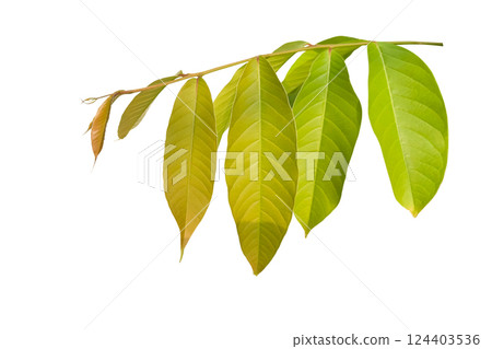 Cut out of young Lagerstroemia speciosa or Queens flower leaves on a white background with clipping paths. The detailed structure emphasizing the leaves natural beauty and form. 124403536