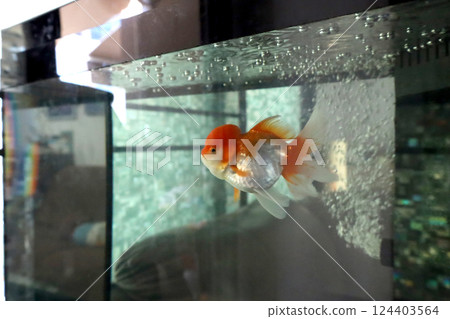 Cute Oranda Goldfish Cute Oranda Goldfish 124403564