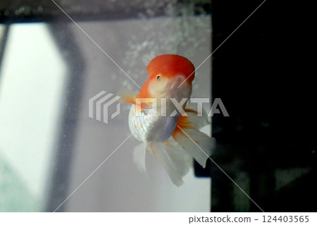 Cute Oranda Goldfish Cute Oranda Goldfish 124403565