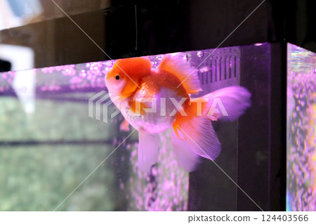 Cute Oranda Goldfish Cute Oranda Goldfish 124403566