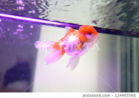 Cute Oranda Goldfish 124403568