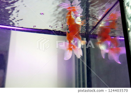 Cute Oranda Goldfish Cute Oranda Goldfish 124403570