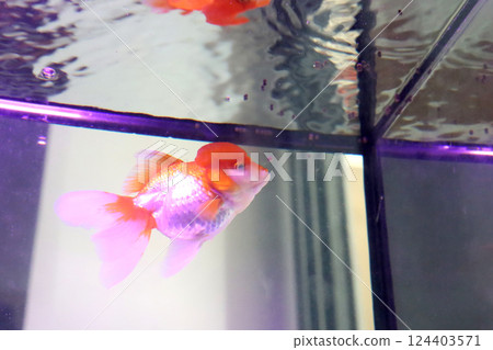 Cute Oranda Goldfish Cute Oranda Goldfish 124403571