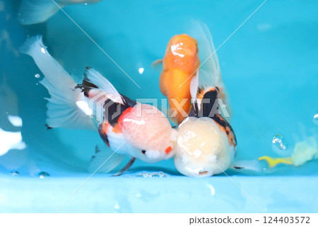 Many Kind of Goldfish Many Kind of Goldfish 124403572