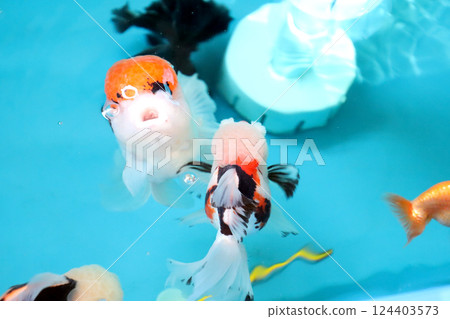 Many Kind of Goldfish 124403573